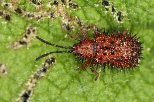 Réf. 311 519 : Dicladispa testacea